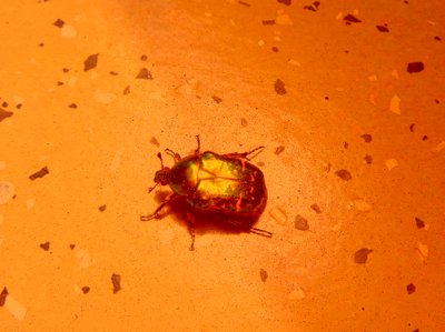 Rose chafer de Martina Konitzky