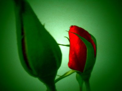 Rojo Verde de Martina Konitzky