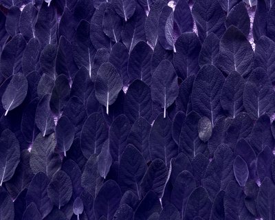 Salvia de Martina Konitzky