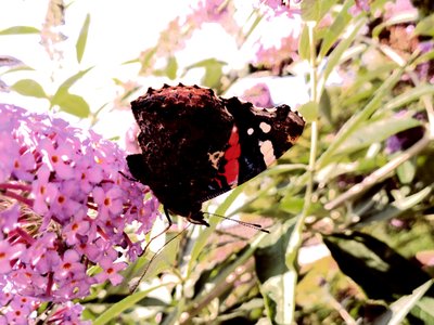 Mariposa de Martina Konitzky
