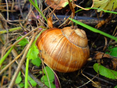 Caracol arte digital de Martina Konitzky