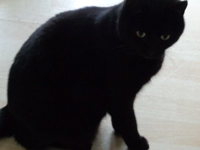 Gato negro de Martina Konitzky