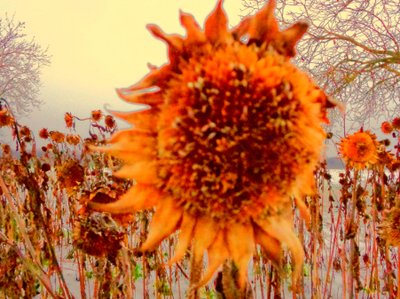 Sonnenblume im Winter Homenaje a Vincent van Gogh de Martina Konitzky