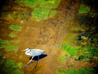 Pájaro en el río de Martina Konitzky