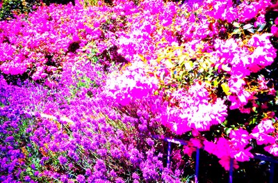 Jardín delantero con rosas y lavanda de Martina Konitzky