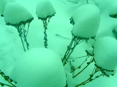 Menta de invierno de Martina Konitzky