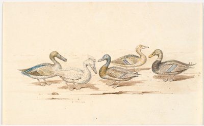 Estudios de diferentes tipos de patos de Martinus Rørbye