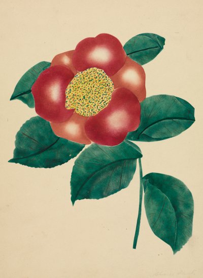 Flor china de Mary Altha Nims
