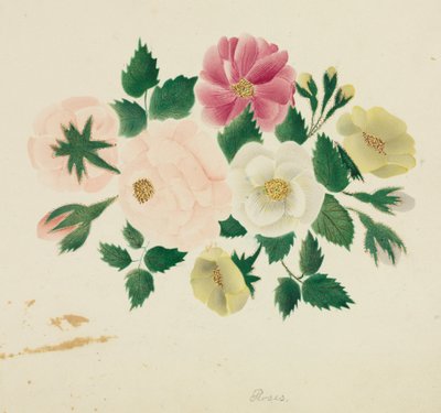 Rosas de junio de Mary Altha Nims