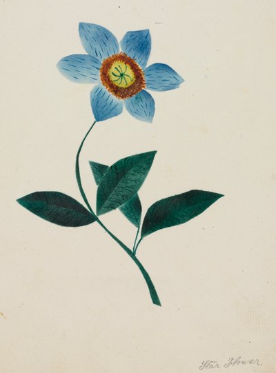 Flor estrella de Mary Altha Nims
