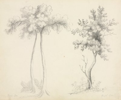 Estudios de Árboles Upas y Arce de Mary Altha Nims