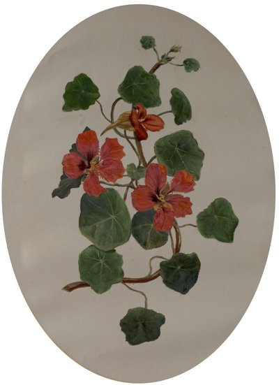 Capuchinas, c.1870 (óleo sobre papel) de Mary Dakeyne Townroe