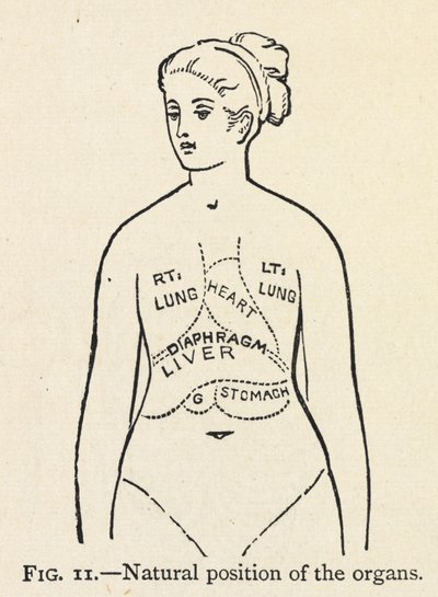 Posición natural de los órganos". Diagrama sencillo de algunos órganos internos de la mujer; en un capítulo sobre la postura correcta. de Mary Eliza Haweis