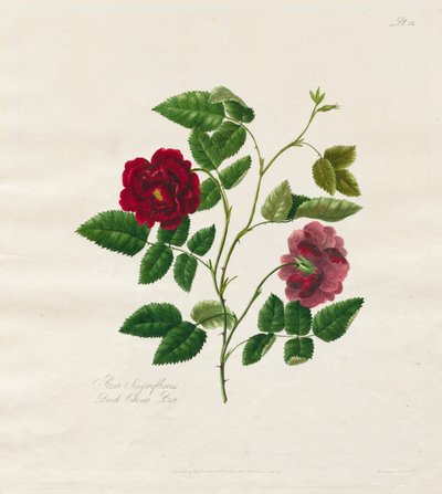 Una colección de rosas de la naturaleza: Rosa china oscura, 1799 de Mary Lawrence