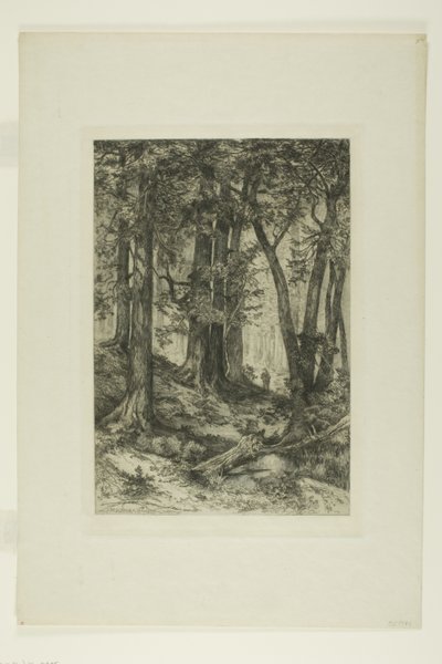 Un bosque de California de Mary Nimmo Moran