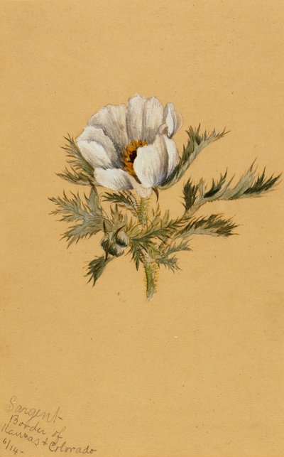 (Sin título) (Estudio de flores) de Mary Vaux Walcott