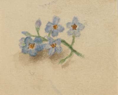 (Sin título) de Mary Vaux Walcott