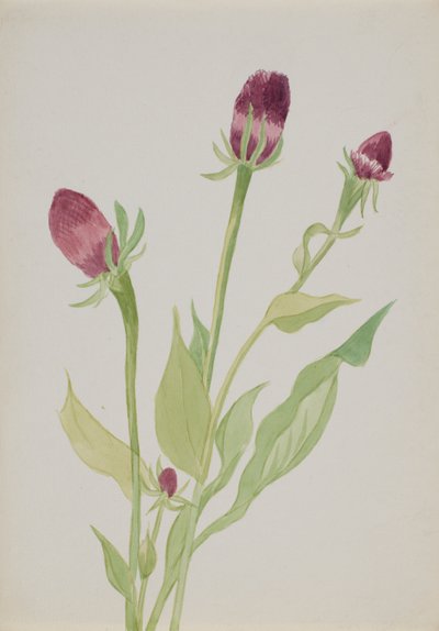 (Sin título--Estudio de flores) de Mary Vaux Walcott