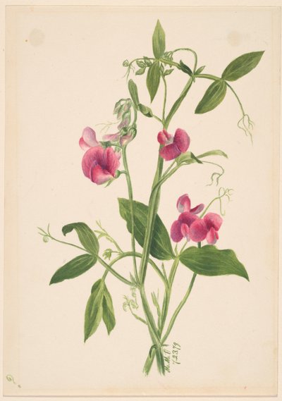 (Sin título--Estudio de flores) de Mary Vaux Walcott