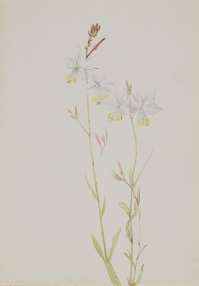 (Sin título--Estudio de flores) de Mary Vaux Walcott