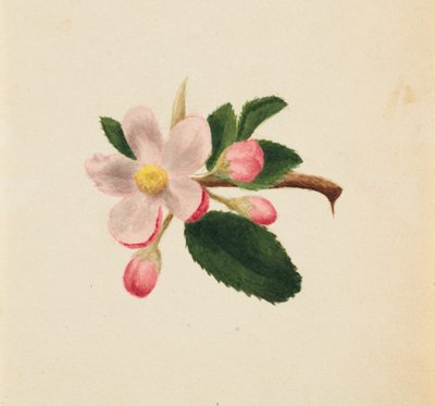 (Sin título--Estudio de flores) de Mary Vaux Walcott