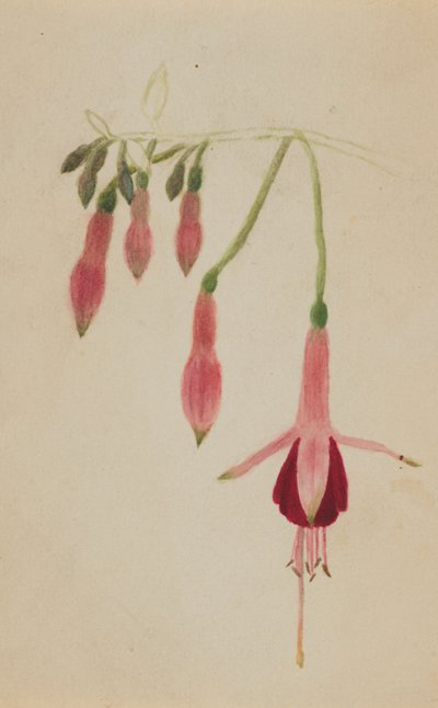 (Sin título--Estudio de flores) de Mary Vaux Walcott