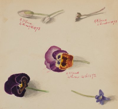(Sin título--Estudio de flores) de Mary Vaux Walcott