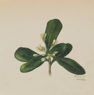 (Sin título--Estudio de flores) de Mary Vaux Walcott