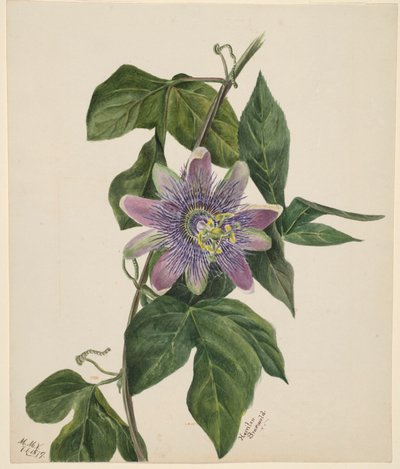(Sin título--Estudio de flores) de Mary Vaux Walcott