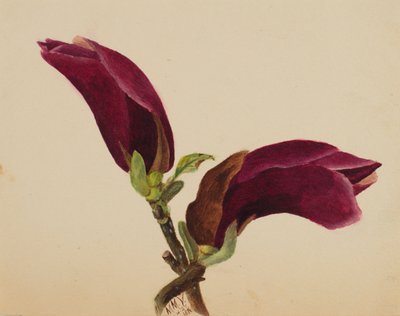(Sin título--Estudio de flores) de Mary Vaux Walcott