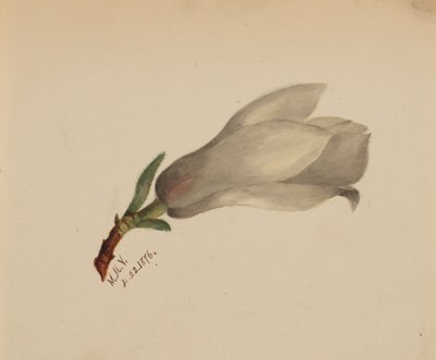 (Sin título--Estudio de flores) de Mary Vaux Walcott