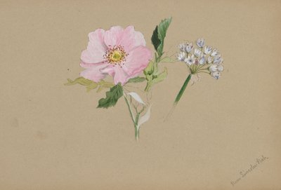 (Sin título--Estudio de flores) de Mary Vaux Walcott