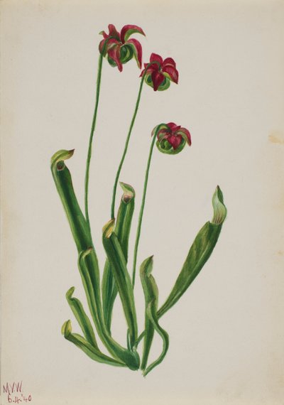 (Sin título--Estudio de flores) de Mary Vaux Walcott