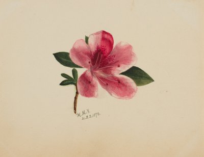 (Sin título--Estudio de flores) de Mary Vaux Walcott