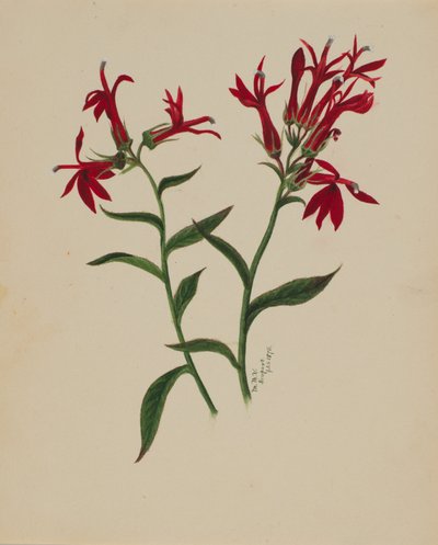 (Sin título--Estudio de flores) de Mary Vaux Walcott