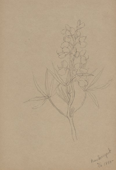 (Sin título--Estudio de flores) de Mary Vaux Walcott