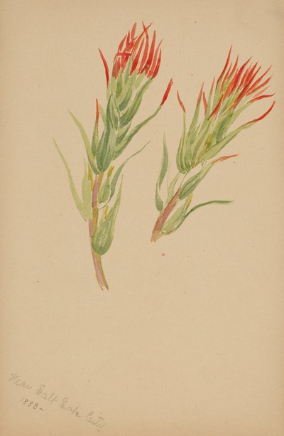 (Sin título--Estudio de plantas) de Mary Vaux Walcott