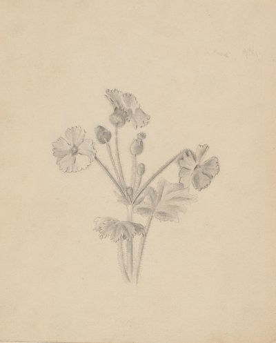 (Sin título--Estudio de plantas) de Mary Vaux Walcott