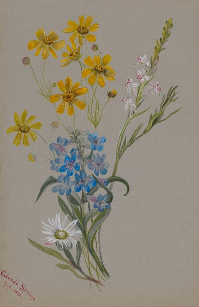 (Sin título, Grupo de flores) de Mary Vaux Walcott