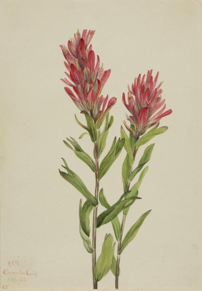 Pincel de Alberta Castilleja miniata, 1920 de Mary Vaux Walcott