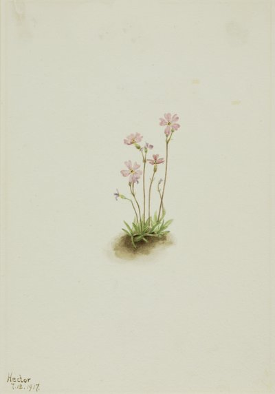 Primula maccalliana, 1917 de Mary Vaux Walcott