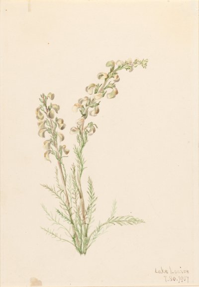 Helecho alpino (Pedicularis contorta) de Mary Vaux Walcott