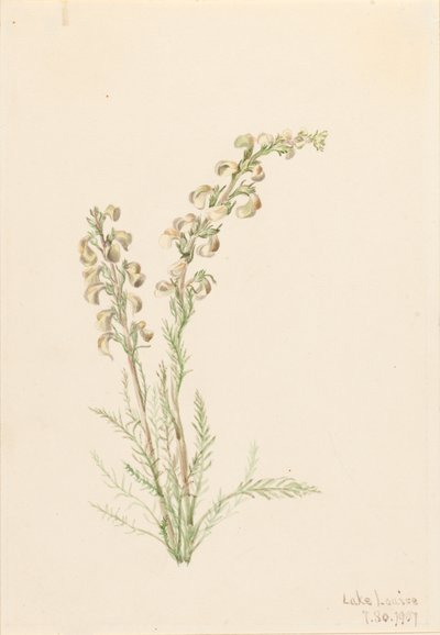 Vida de Helecho Alpino Pedicularis contorta, 1907 de Mary Vaux Walcott