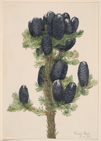 Abeto alpino (Abies lasiocarpa) de Mary Vaux Walcott