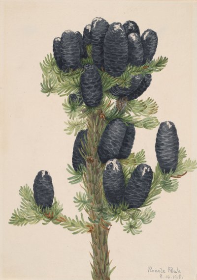 Abies lasiocarpa, 1918 de Mary Vaux Walcott