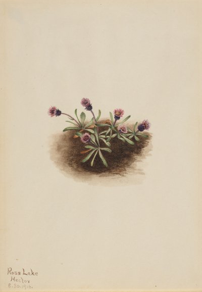 Flor de los Alpes (Erigeron unalaschcensis) de Mary Vaux Walcott