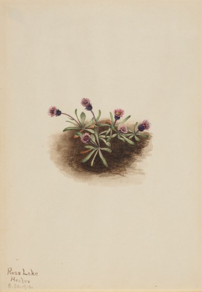 Erigeron alpino Erigeron unalaschcensis, 1916 de Mary Vaux Walcott