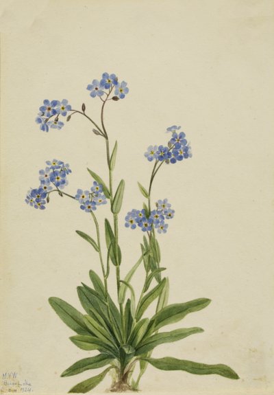 Nomeolvides alpino Myosotis alpestris, 1924 de Mary Vaux Walcott