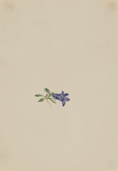 Campanilla alpina Campanula lasiocarpa de Mary Vaux Walcott