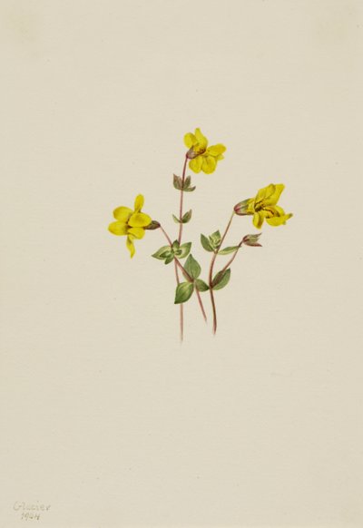 Flor de Mono Alpina Mimulus caespitosus, 1904 de Mary Vaux Walcott